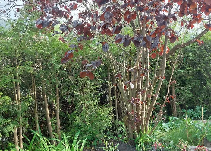 Alpapart Hornberg * Höfen