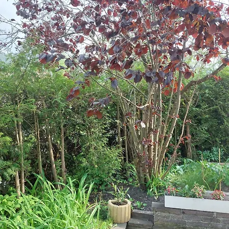 Alpapart Hornberg * Höfen